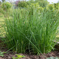 Ciboulette commune - Allium schoenoprasum - Bakker