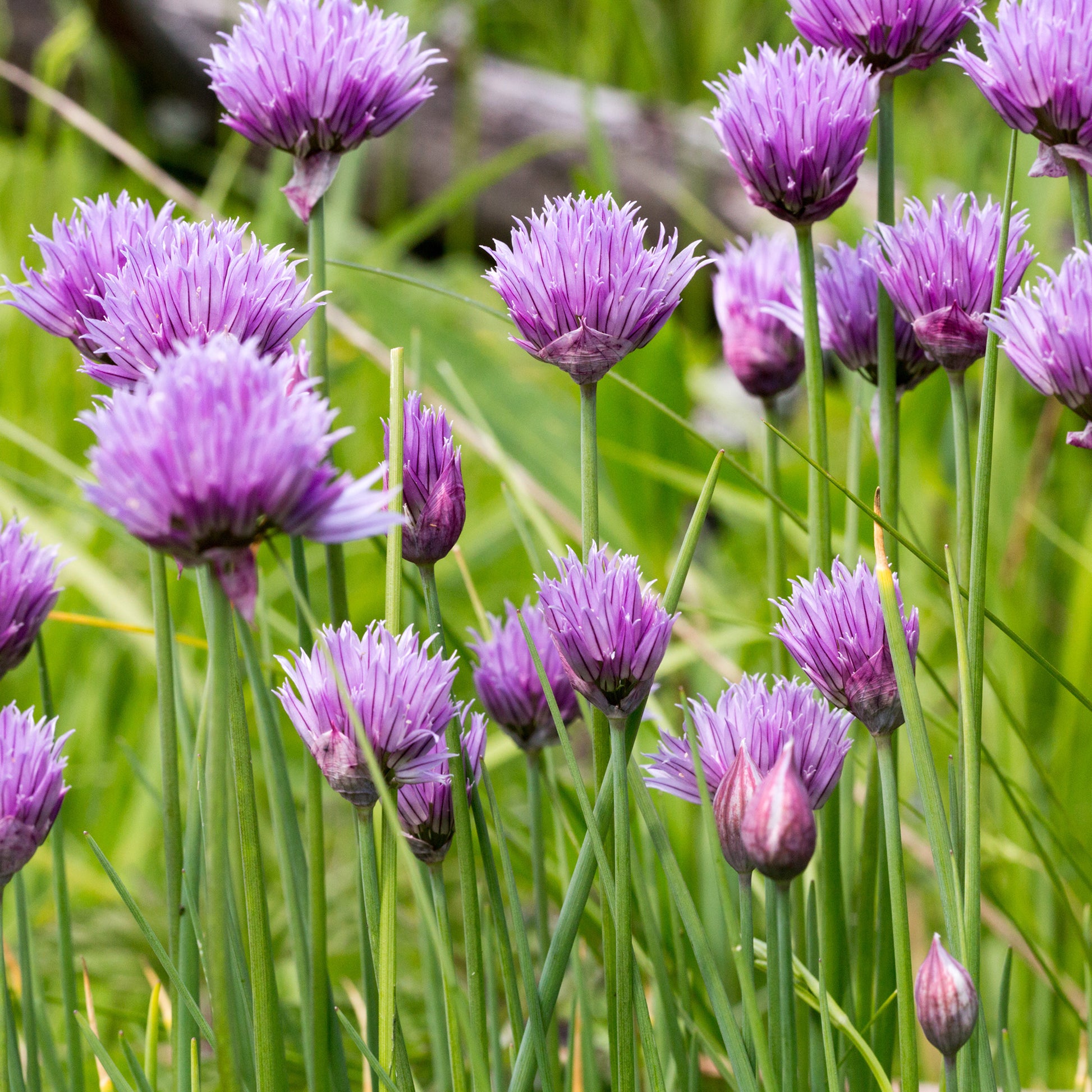 Graines d'aromatiques - Ciboulette commune - Allium schoenoprasum