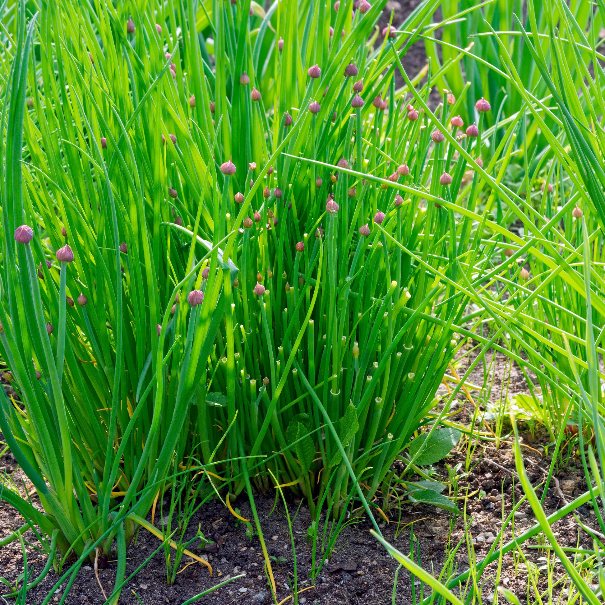 Allium schoenoprasum - Ciboulette commune - Graines d'aromatiques