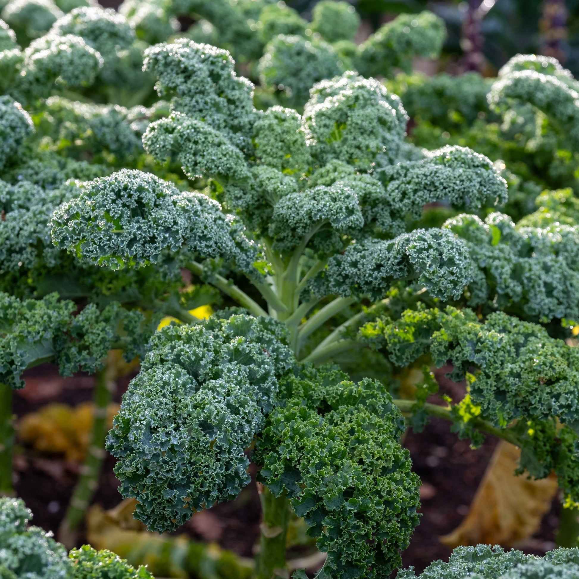 Chou Frisé d'Automne tardif 'Westlandse Herfst late' - Brassica oleracea sabauda westlandse herfst kale - Bakker