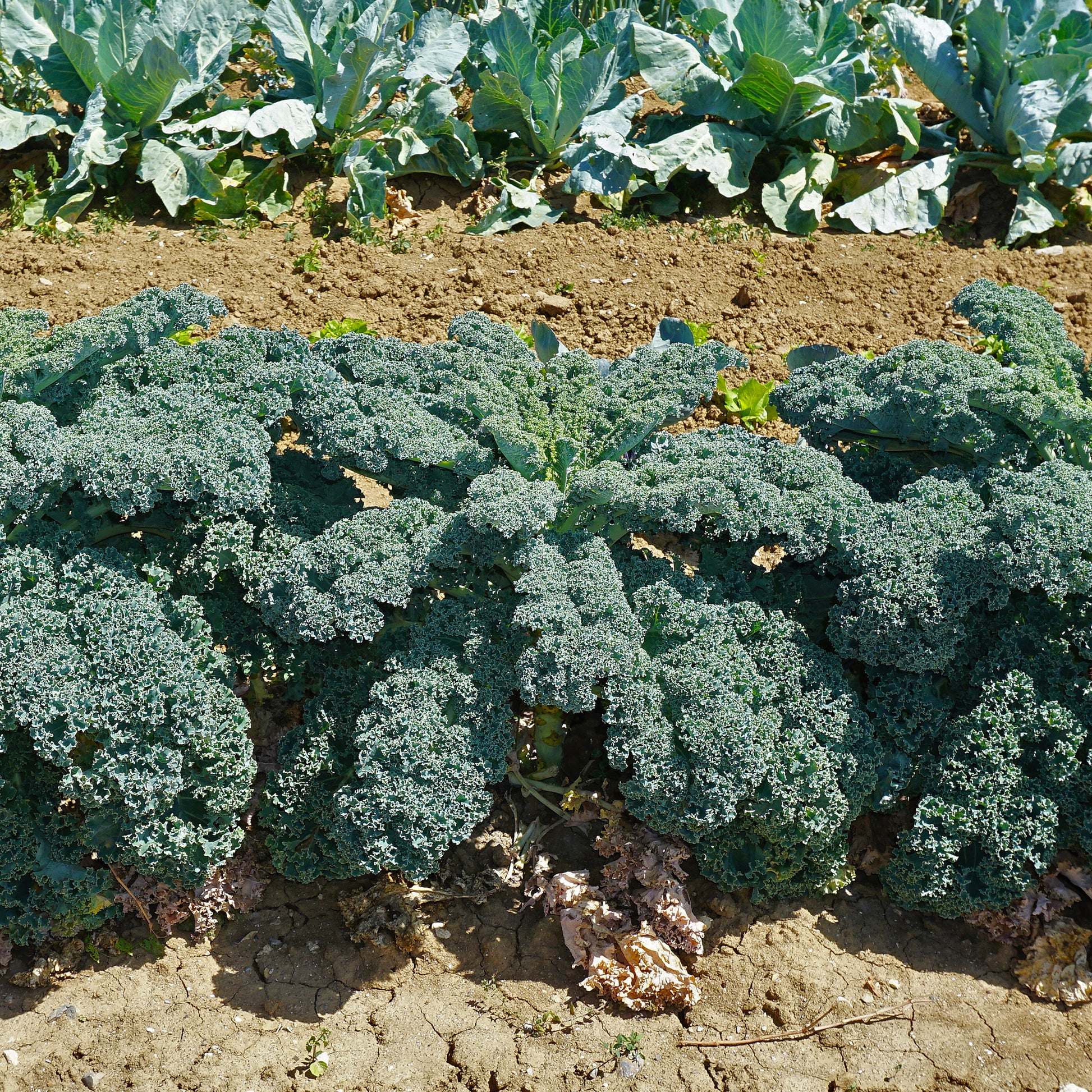 Chou Frisé d'Automne tardif 'Westlandse Herfst late' - Bakker