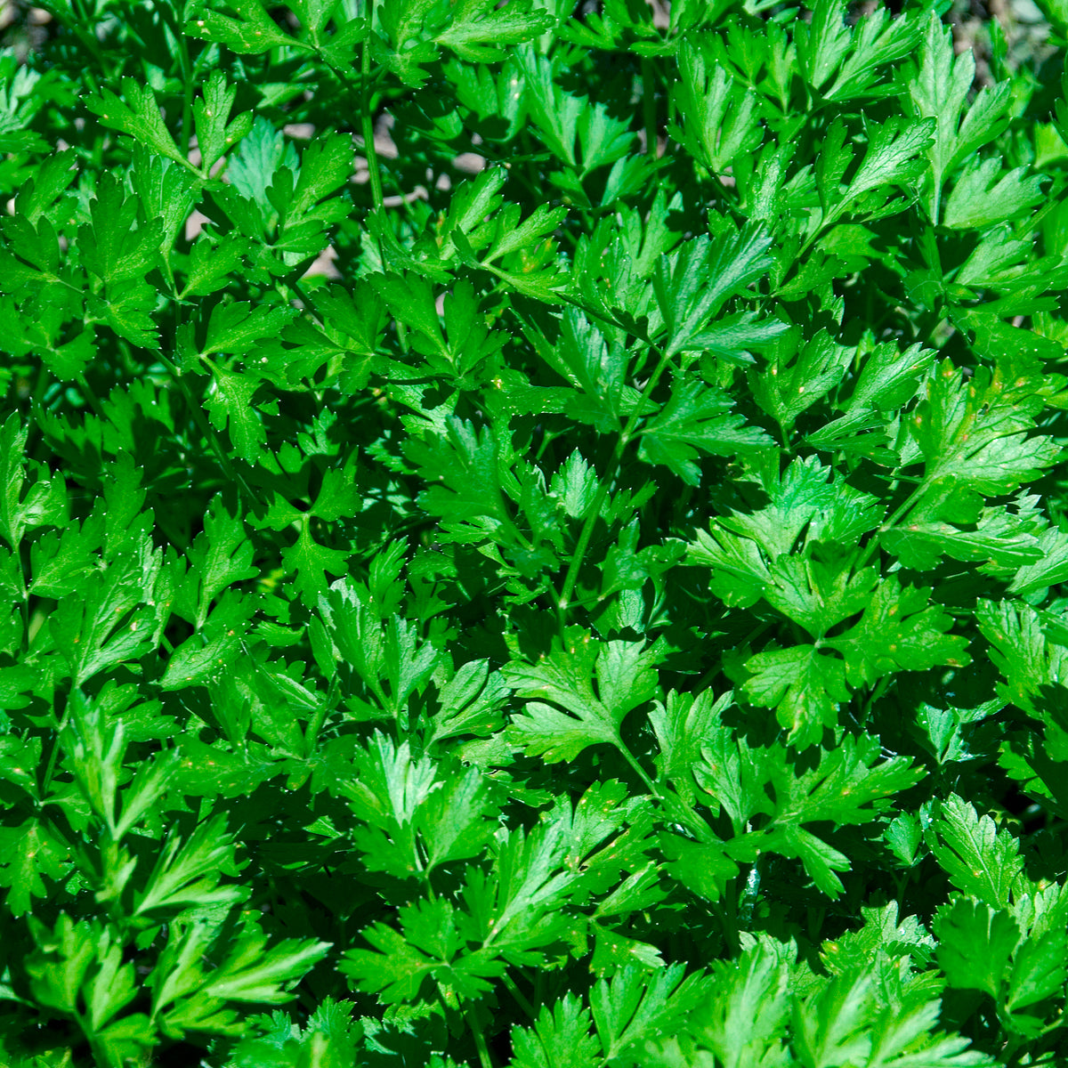 Persil plat Commun 2 - Petroselinum crispum Commun 2 - Bakker