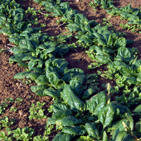 Epinard 'Nores' - Beta vulgaris nores - Bakker