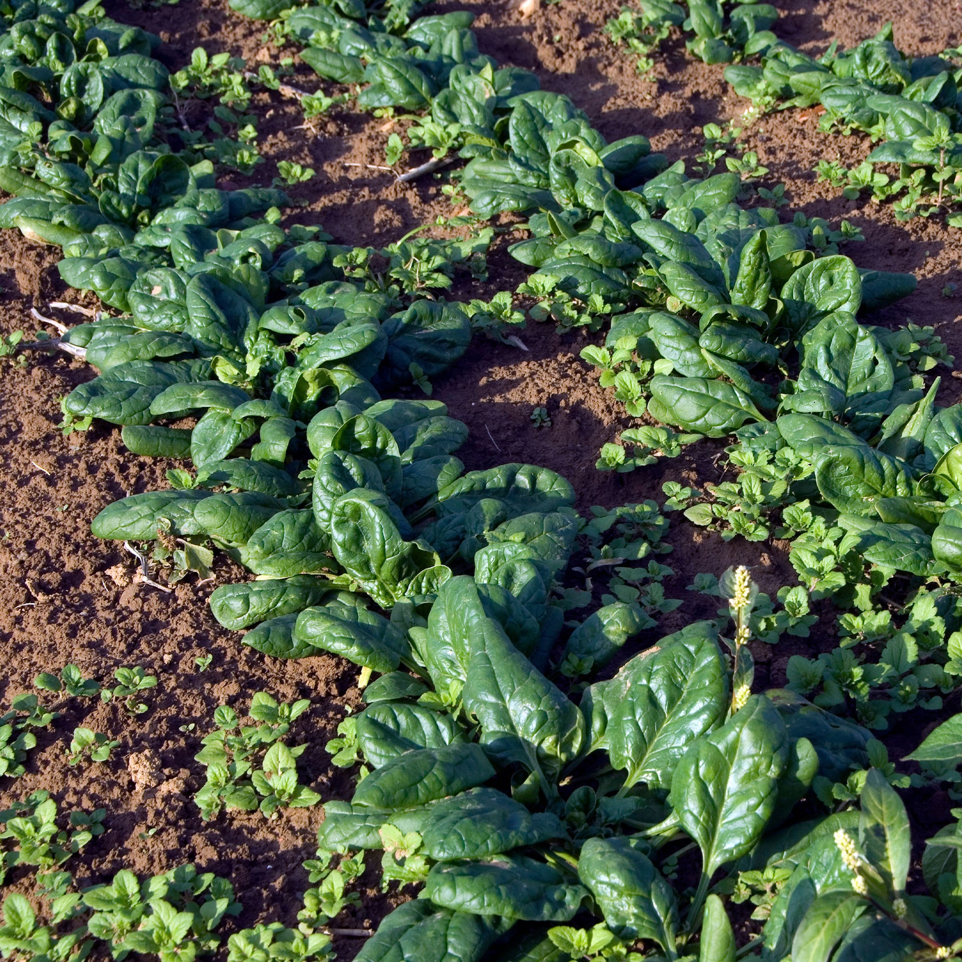 Epinard 'Nores' - Beta vulgaris nores - Bakker