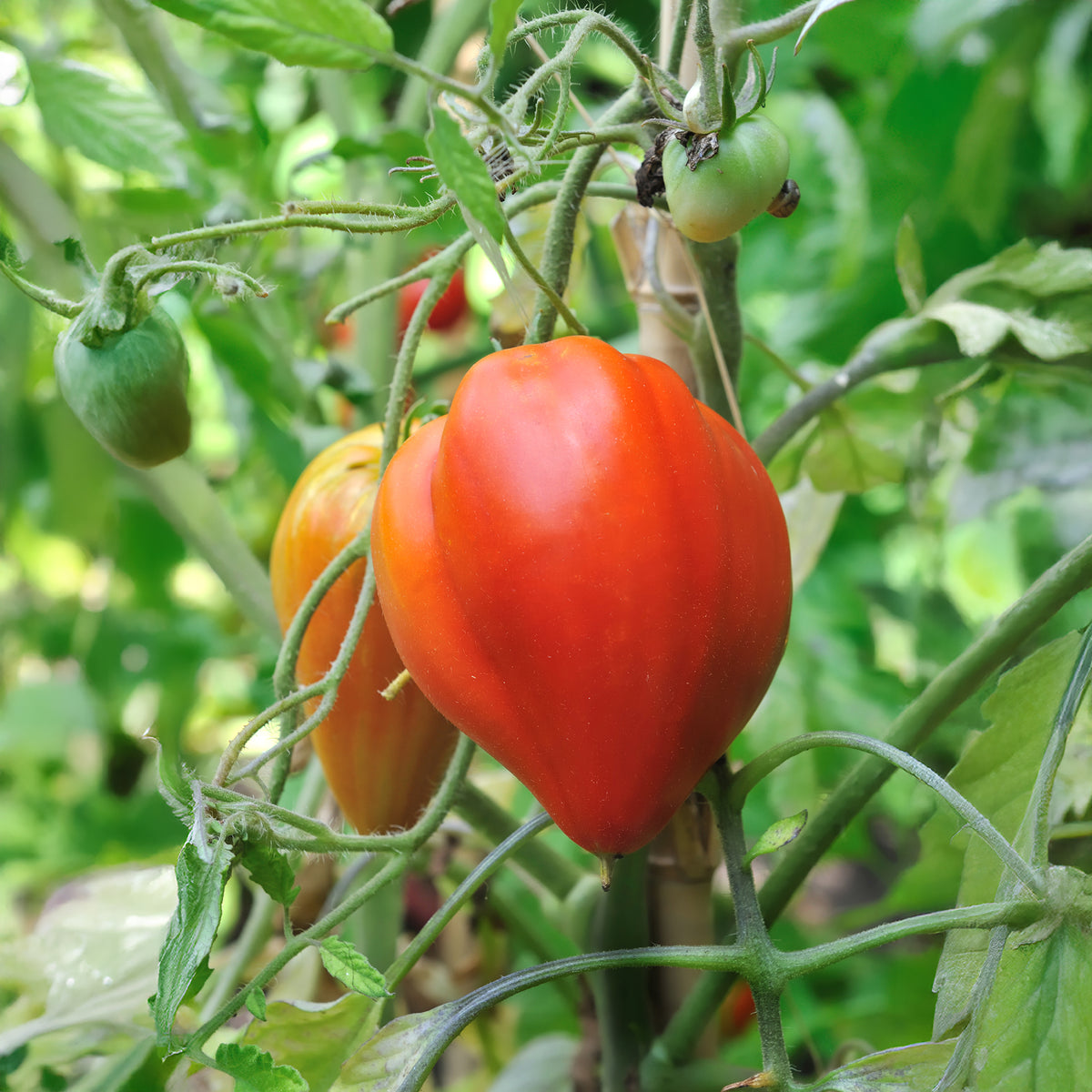 Tomate charnue 'Coeur de Boeuf' - Bakker