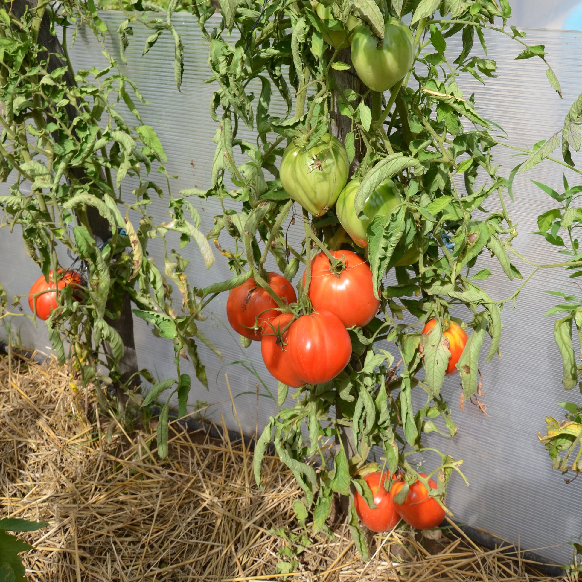 Vente Tomate charnue 'Coeur de Boeuf' - Solanum lycopersicum coeur de boeuf
