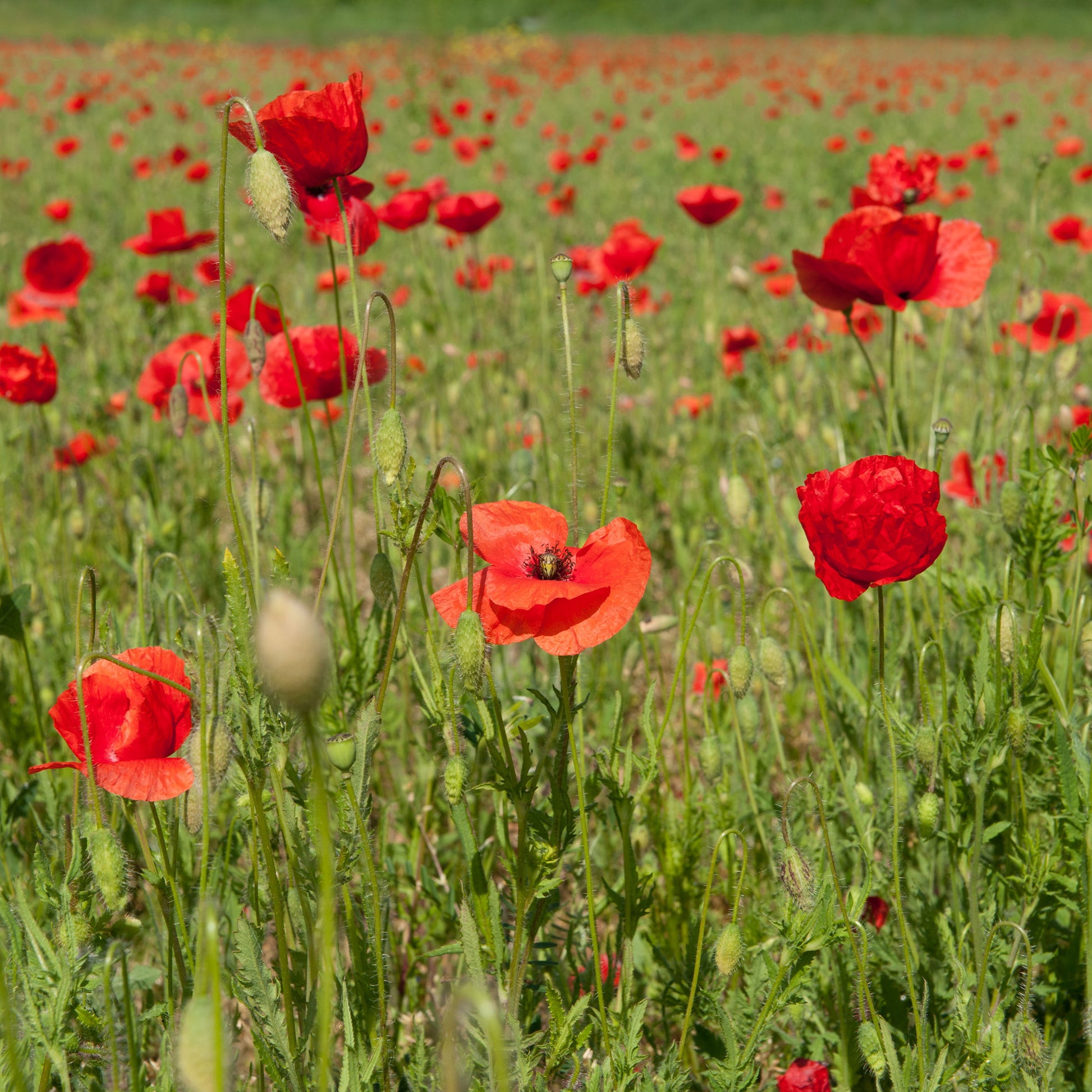 Papaver rhoeas red corn poppy - Pavot coquelicot 'Red Corn Poppy' Bio - Graines de fleurs annuelles