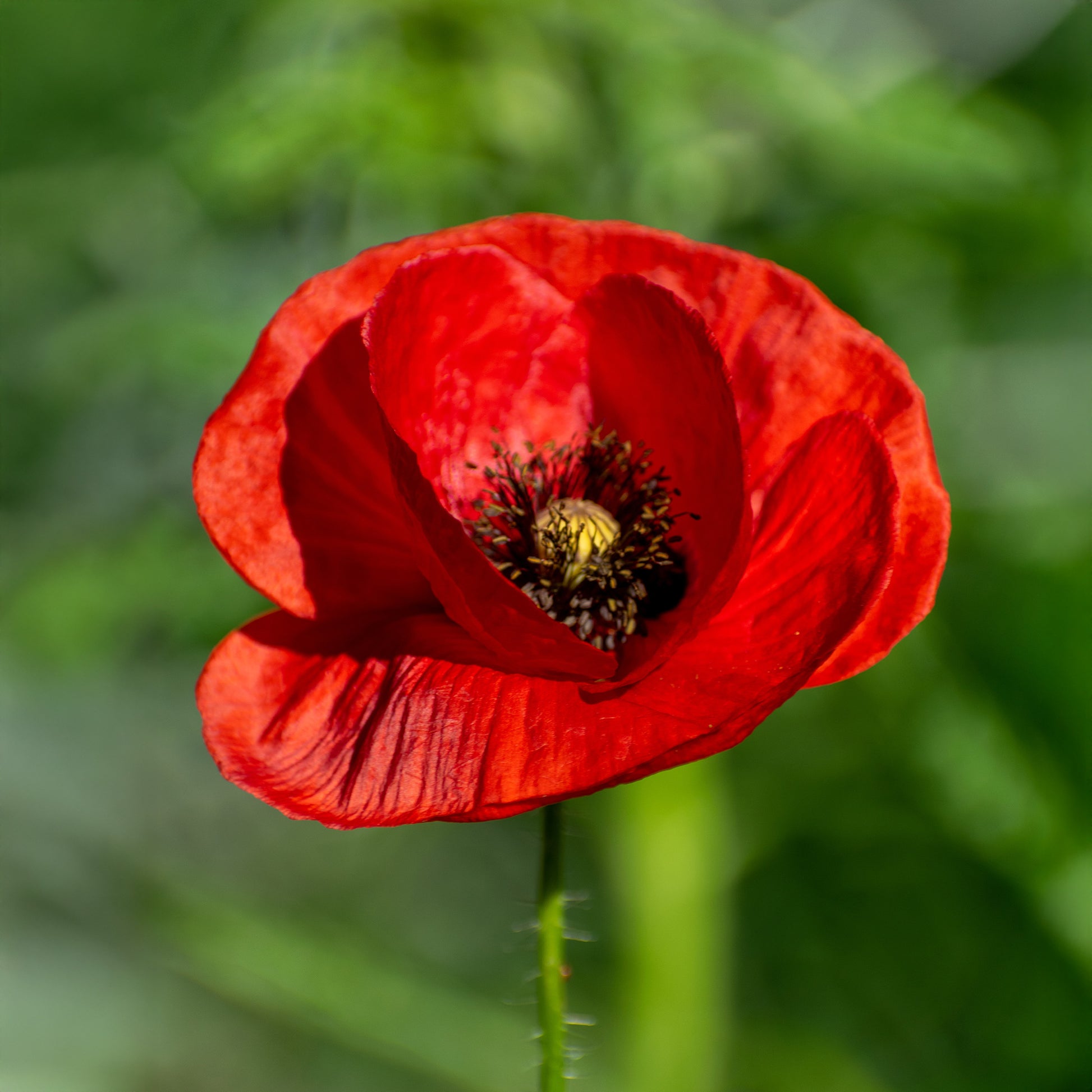 Pavot coquelicot 'Red Corn Poppy' Bio - Papaver rhoeas red corn poppy - Bakker