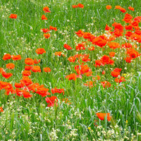 Graines de fleurs annuelles - Pavot coquelicot 'Red Corn Poppy' Bio - Papaver rhoeas red corn poppy