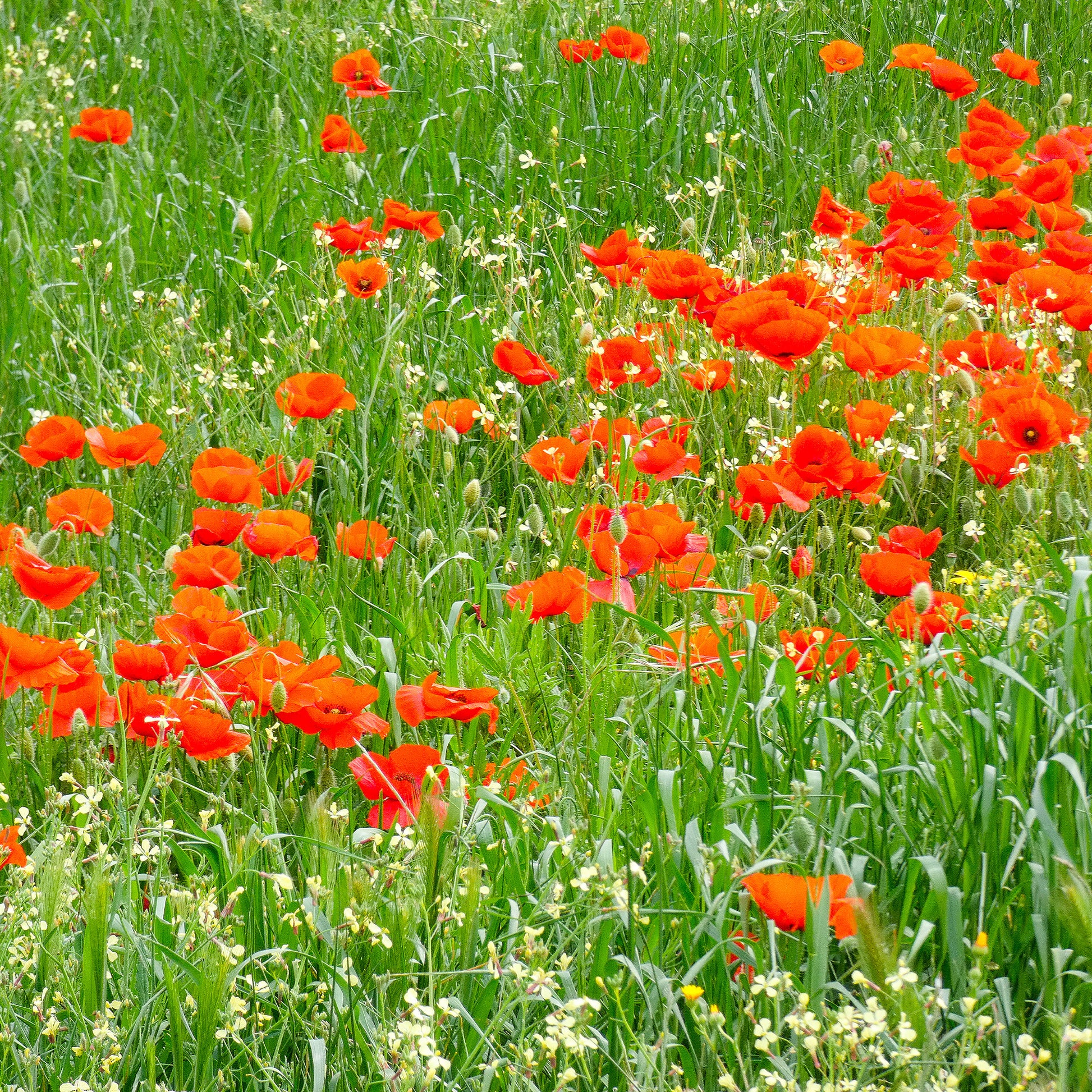 Graines de fleurs annuelles - Pavot coquelicot 'Red Corn Poppy' Bio - Papaver rhoeas red corn poppy