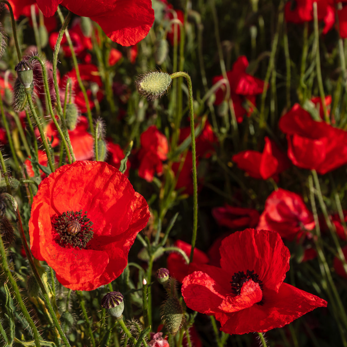 Vente Pavot coquelicot 'Red Corn Poppy' Bio - Papaver rhoeas red corn poppy