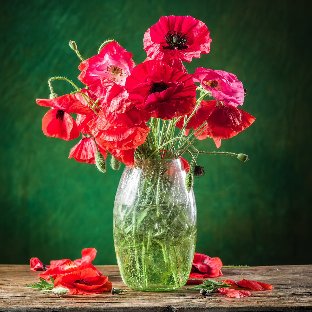 Pavot coquelicot 'Red Corn Poppy' Bio - Graines de fleurs annuelles - Bakker