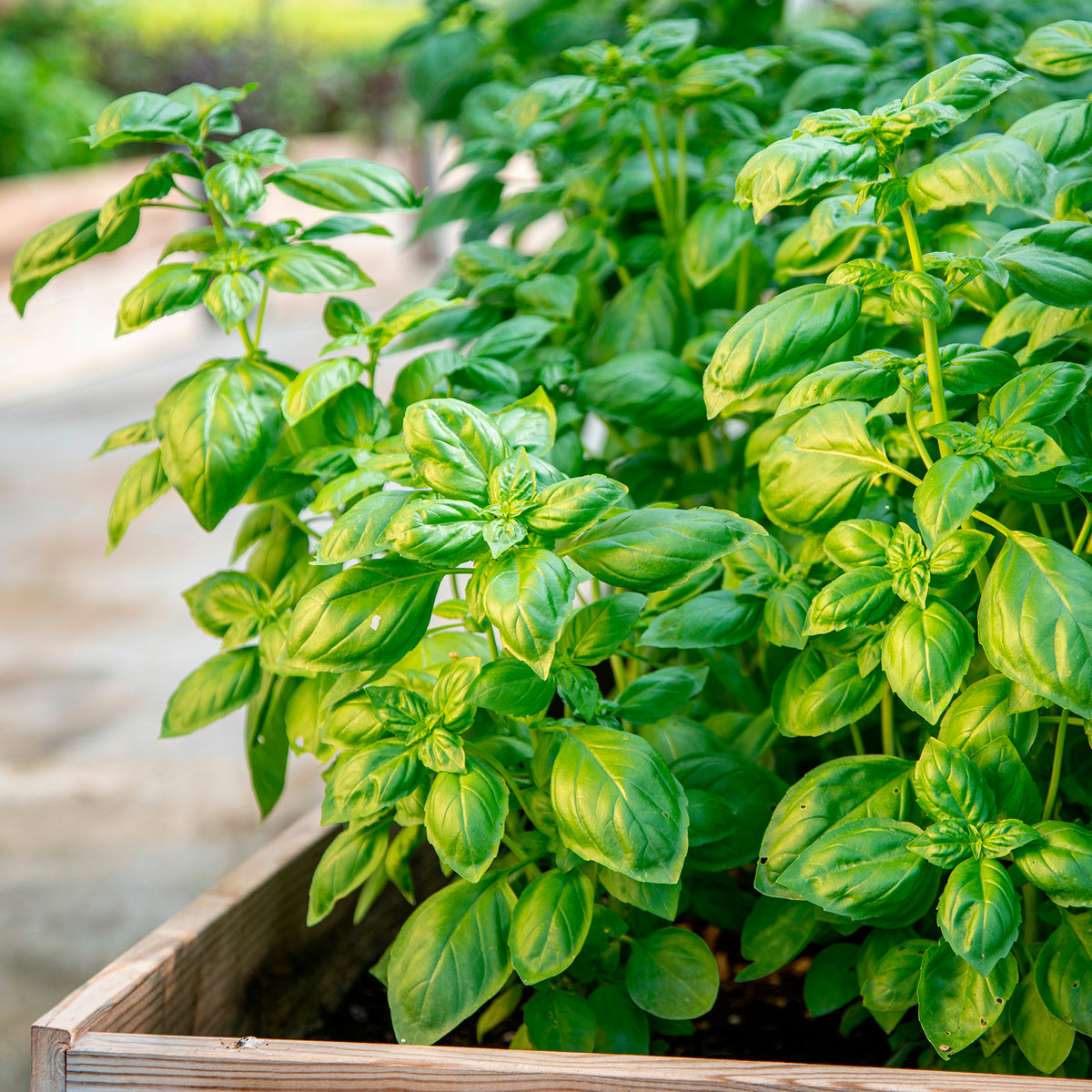 Herbes biologiques - Basilic amélioration de Genovese Bio - Ocimum basilicum genovese