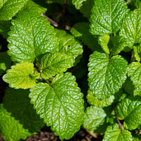 Mélisse citronnelle bio - Bakker