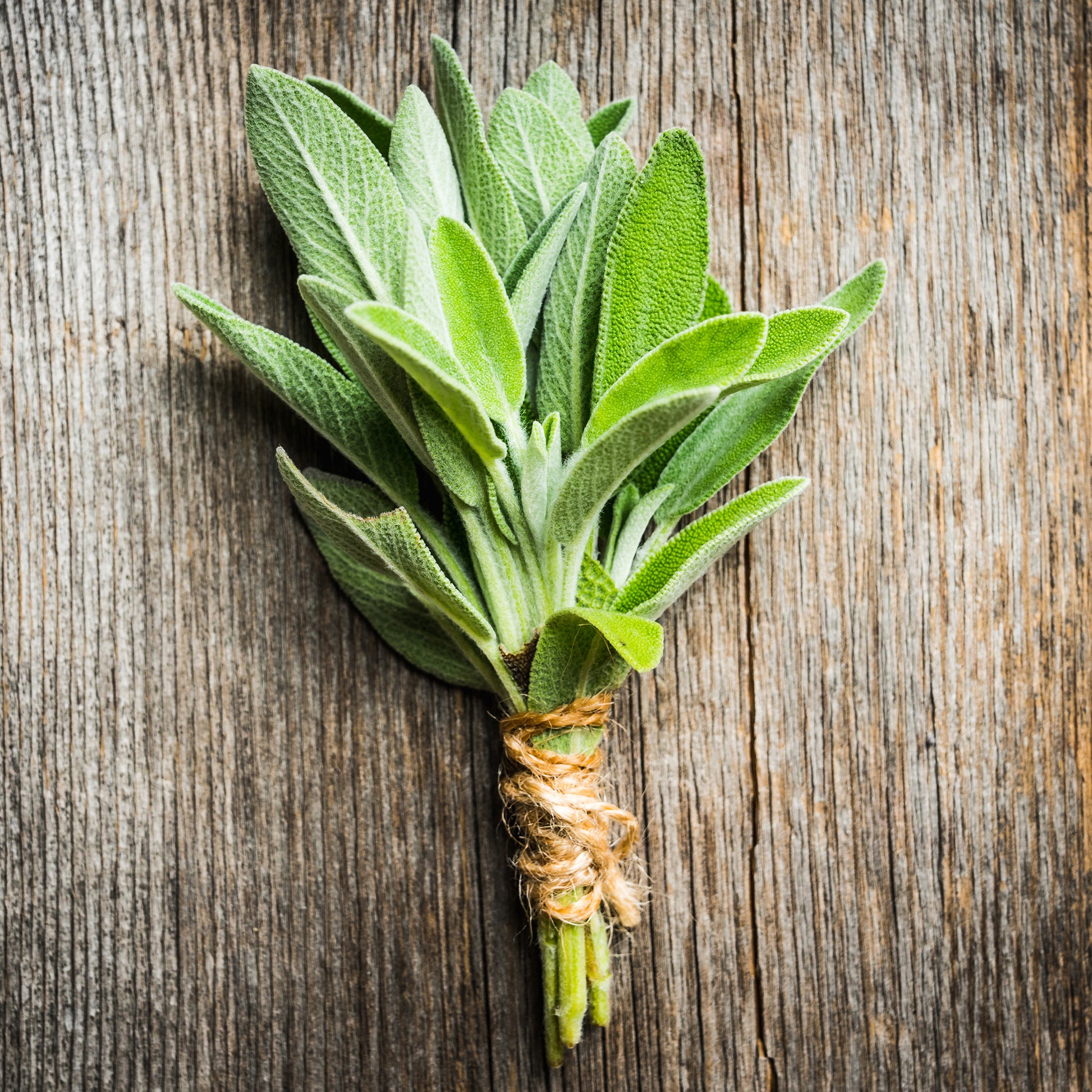 Sauge officinale 'Fanni' bio - Salvia officinalis Fanni - Bakker