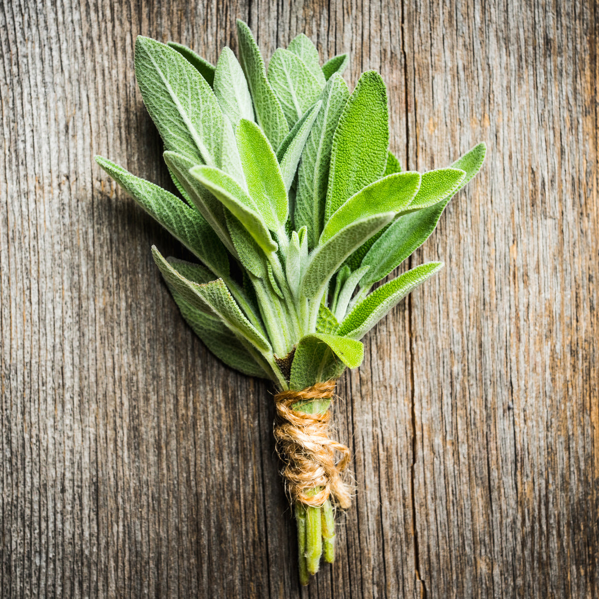 Sauge officinale 'Fanni' bio - Salvia officinalis Fanni - Bakker