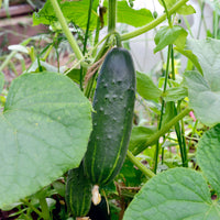 Concombre 'Marketmore' bio - Cucumis sativus marketmore - Bakker