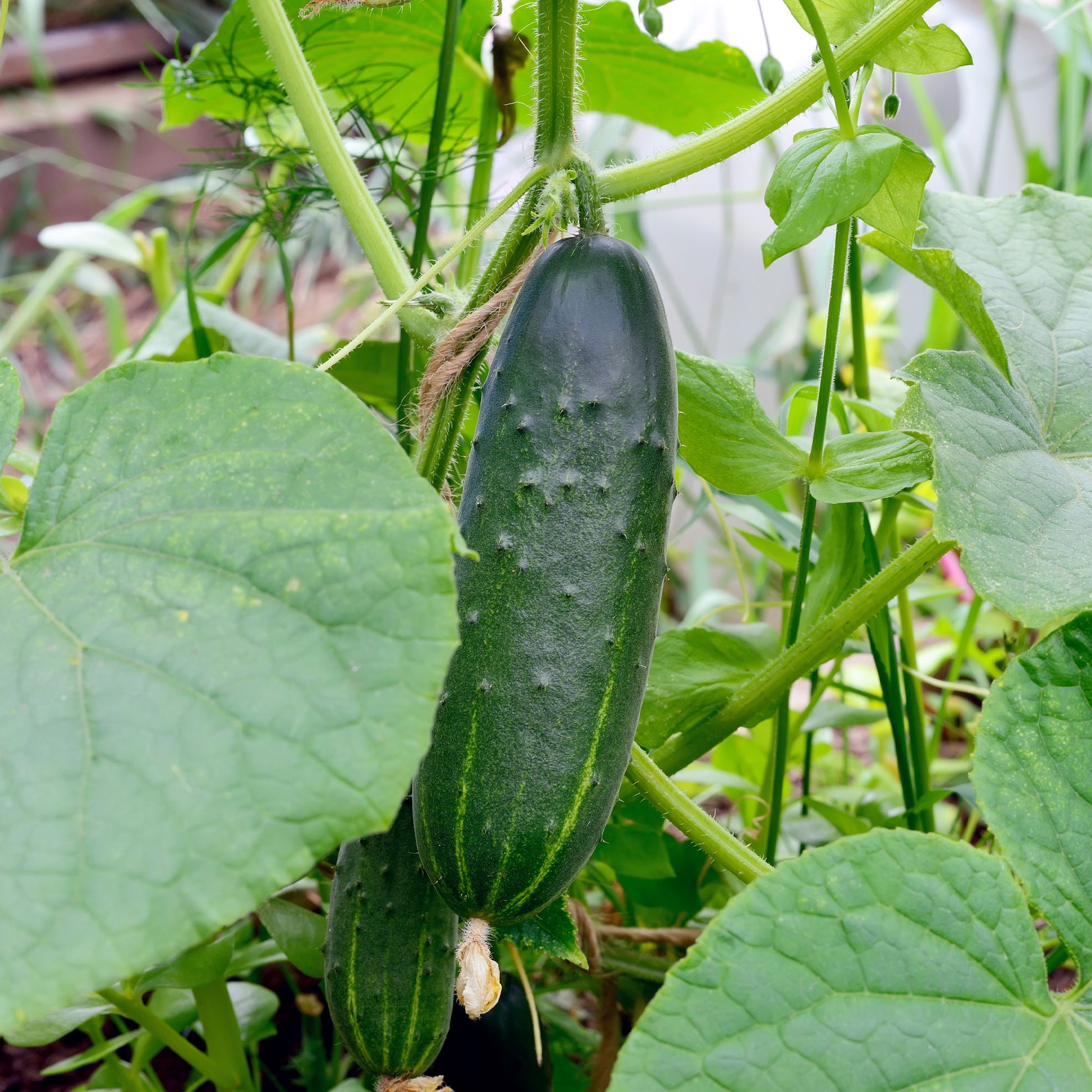 Concombre 'Marketmore' bio - Cucumis sativus marketmore - Bakker