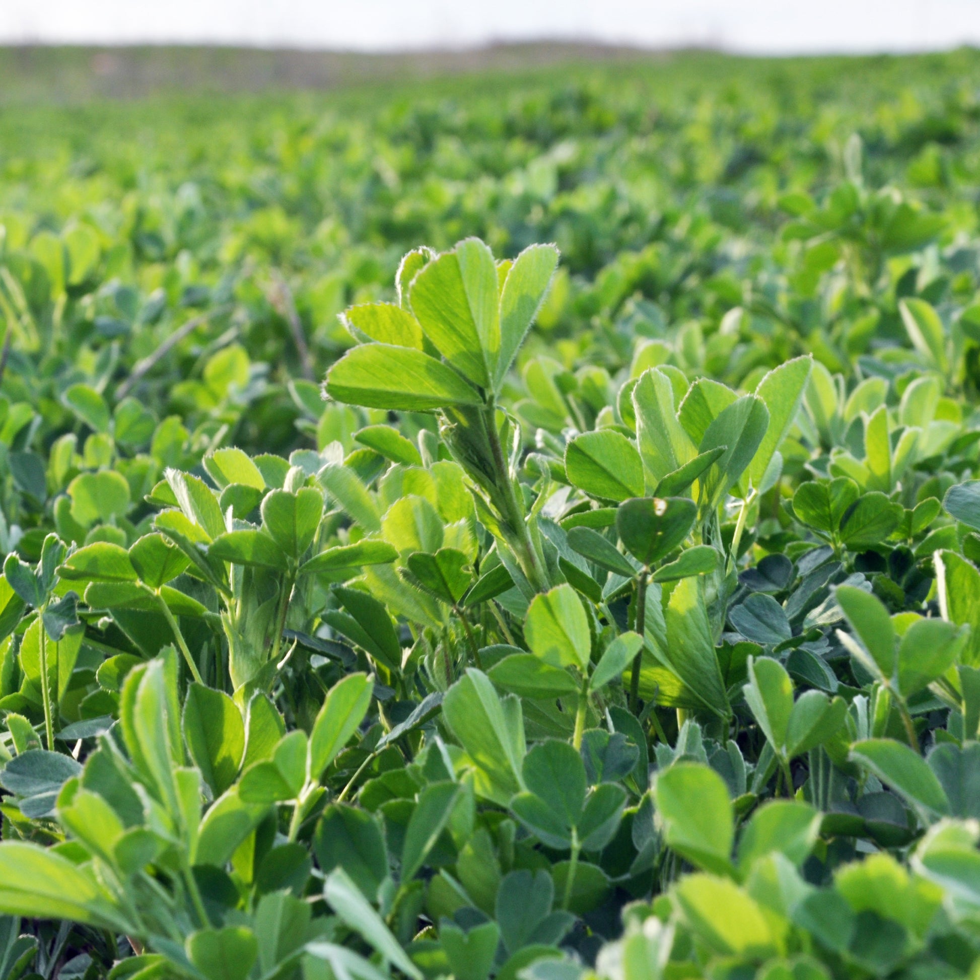 Medicago sativa - Luzerne - Légumes germés