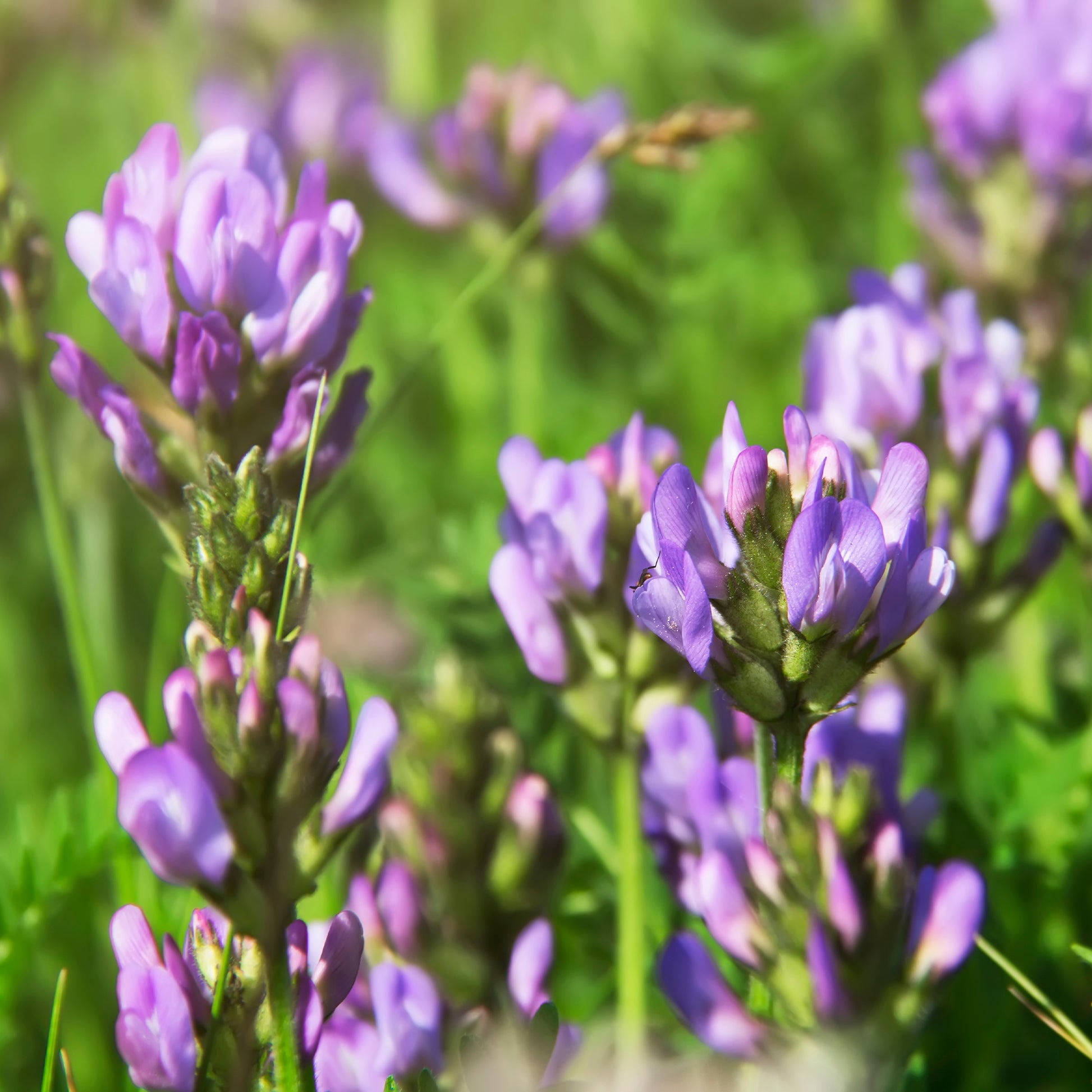 Légumes germés - Luzerne - Medicago sativa