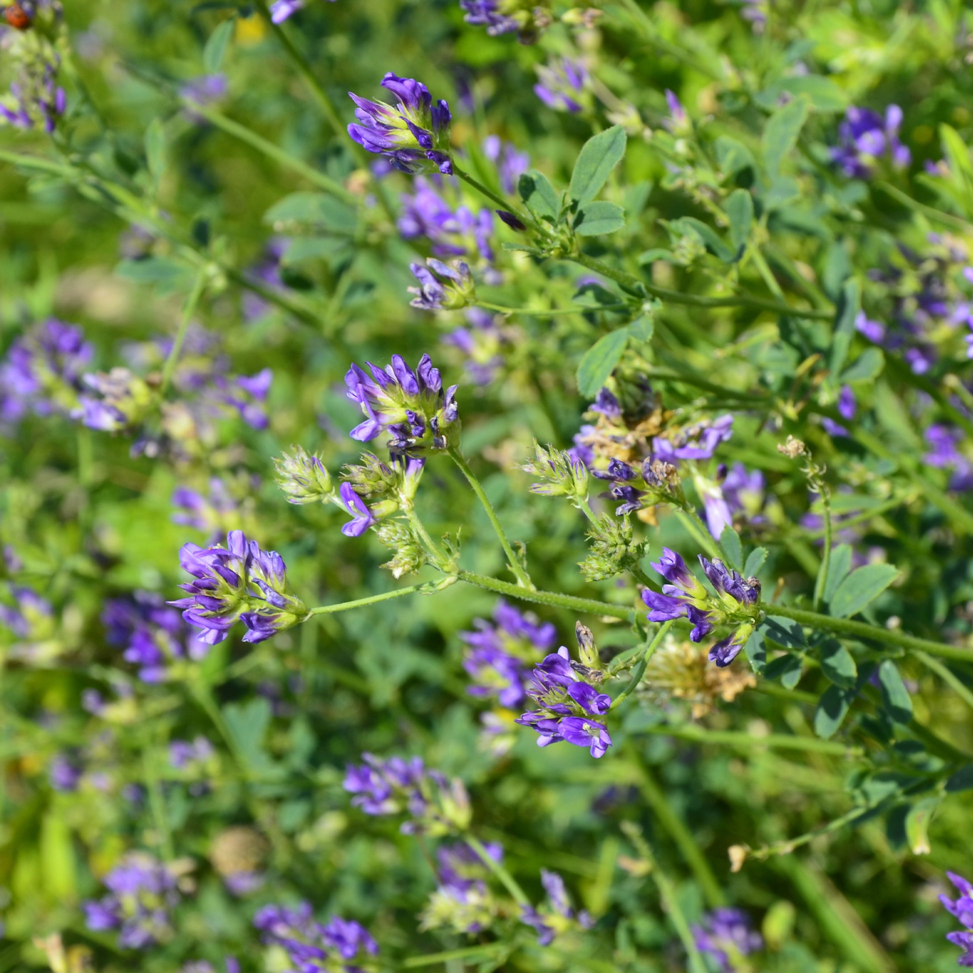 Luzerne - Medicago sativa - Bakker