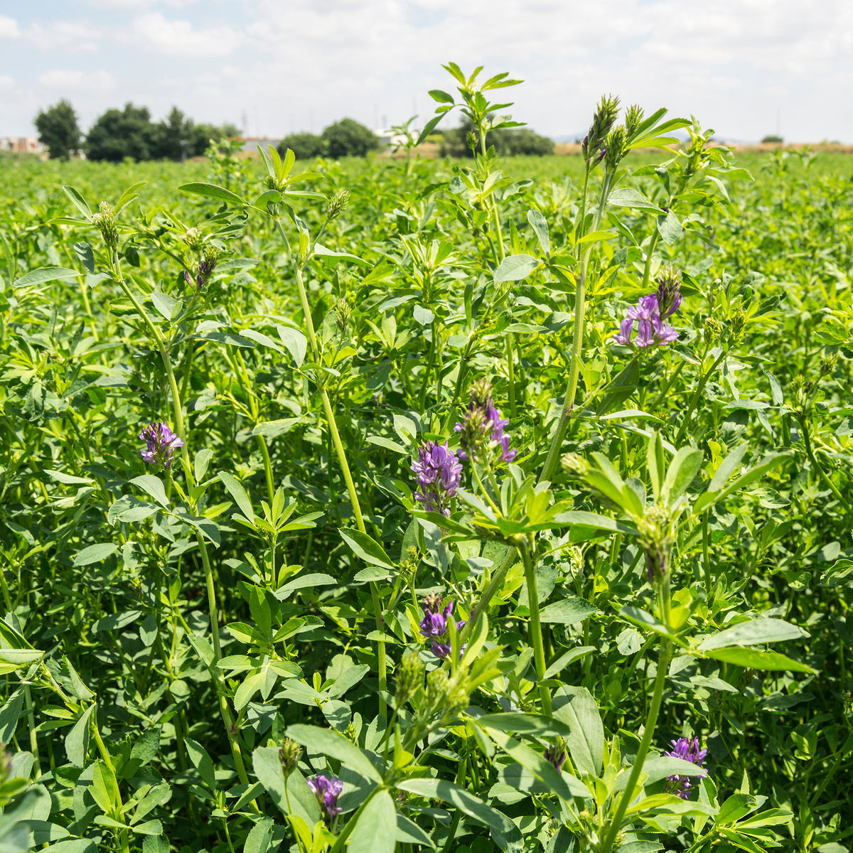 Medicago sativa - Luzerne - Légumes germés