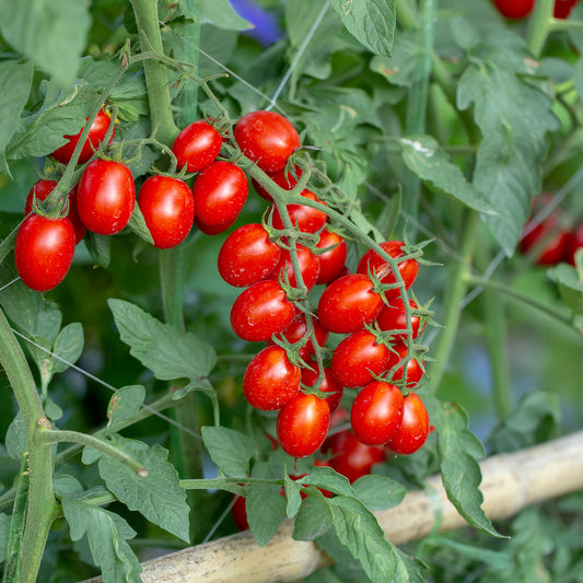 Tomate cerise 'Koralik'