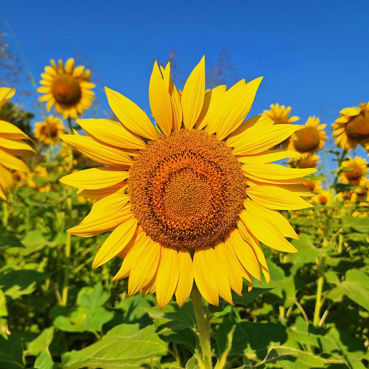 Tournesol à fleur géante 'Uniflorus Giganteus' BIO - Bakker