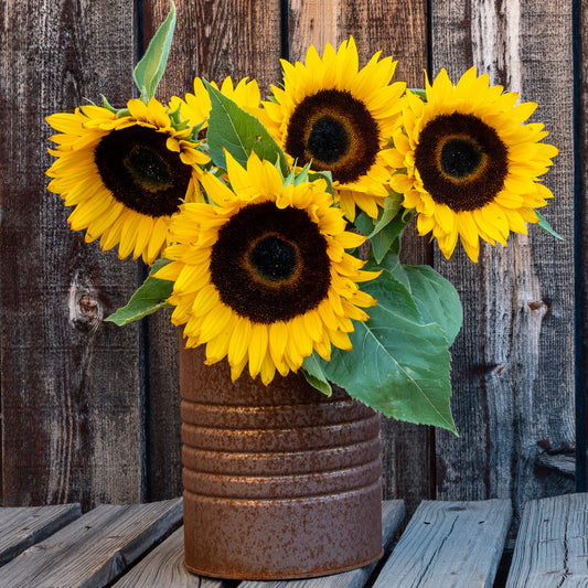 Tournesol nain 'Sunspot' - Bakker