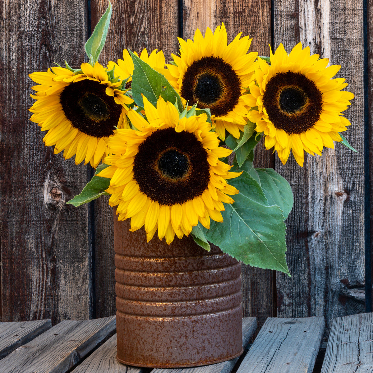 Tournesol nain 'Sunspot' - Helianthus annuus Sunspot - Bakker