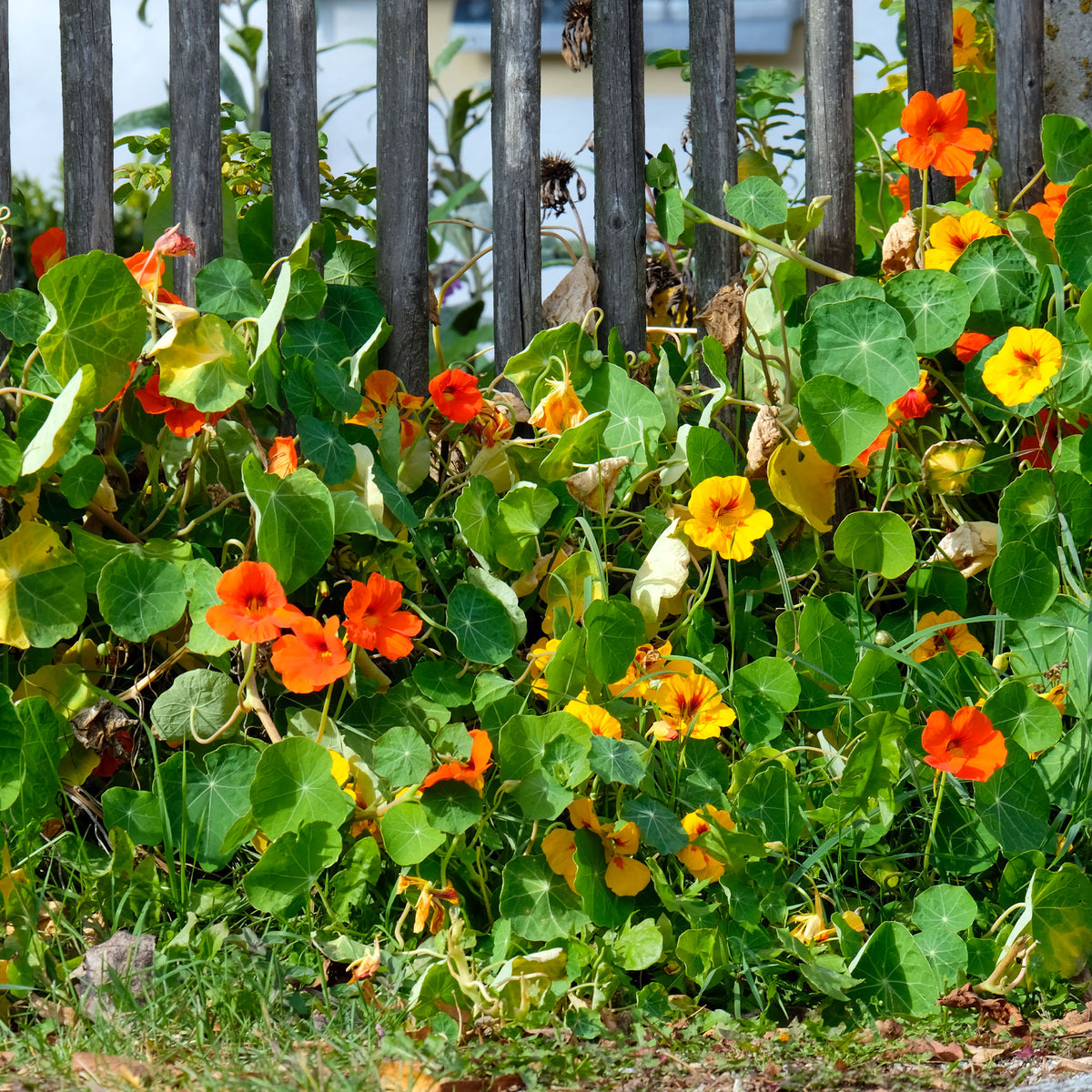 Tropaeolum majus - Capucine grande à fleur simple en mélange bio - Graines de fleurs annuelles