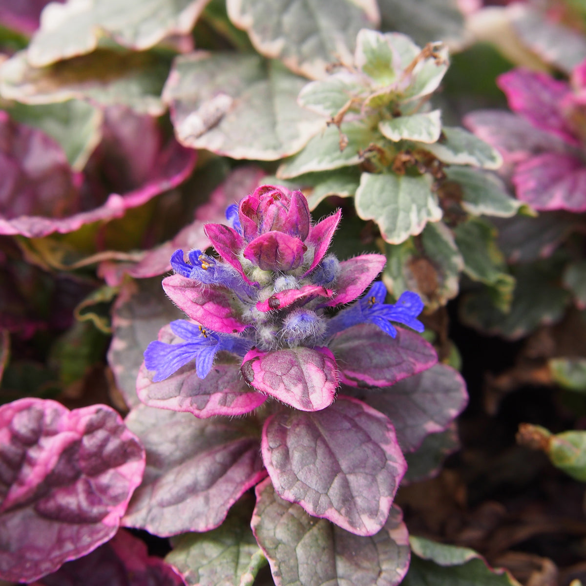 Bugle rampante Burgundy Glow - Ajuga reptans Burgundy Glow - Bakker