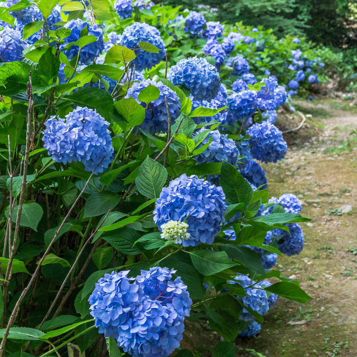 Hortensia bleu