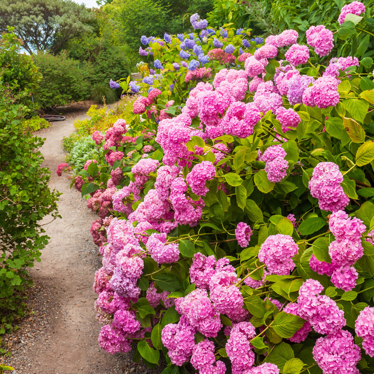 Hortensia rose - Bakker
