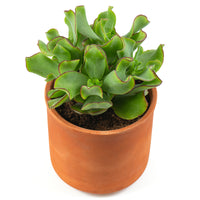 Crassula Arborescens 'Curly Green' - Bakker