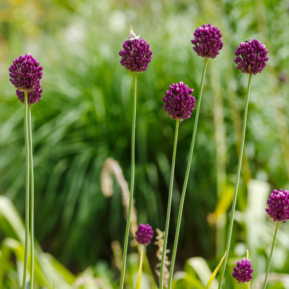 Allium sphaerocephalon - 25 Alliums à tête ronde - Bulbes d'Allium