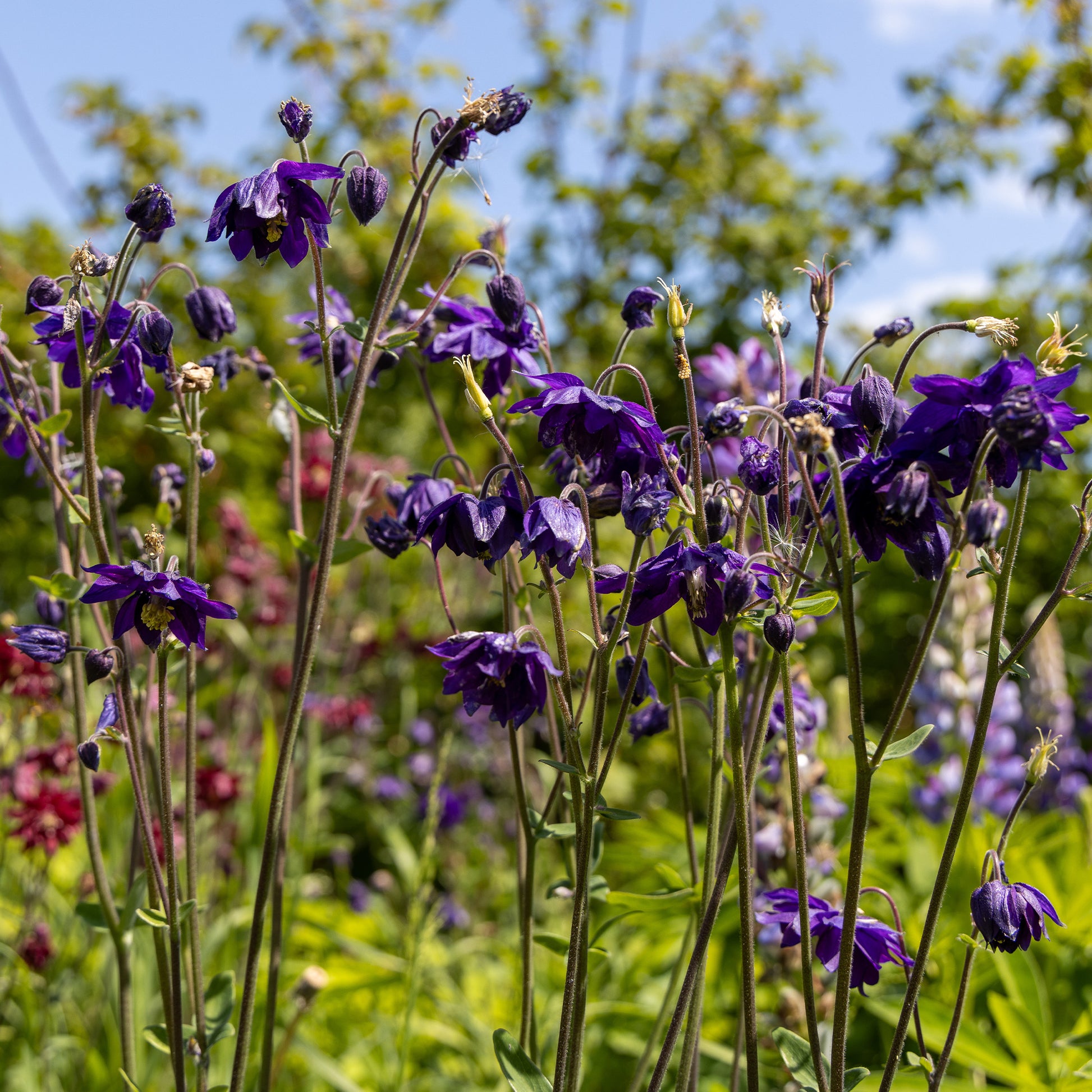 Ancolie - Ancolie des jardins 'Black Barlow' - Aquilegia vulgaris Black Barlow