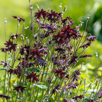 Vente Ancolie des jardins 'Black Barlow'