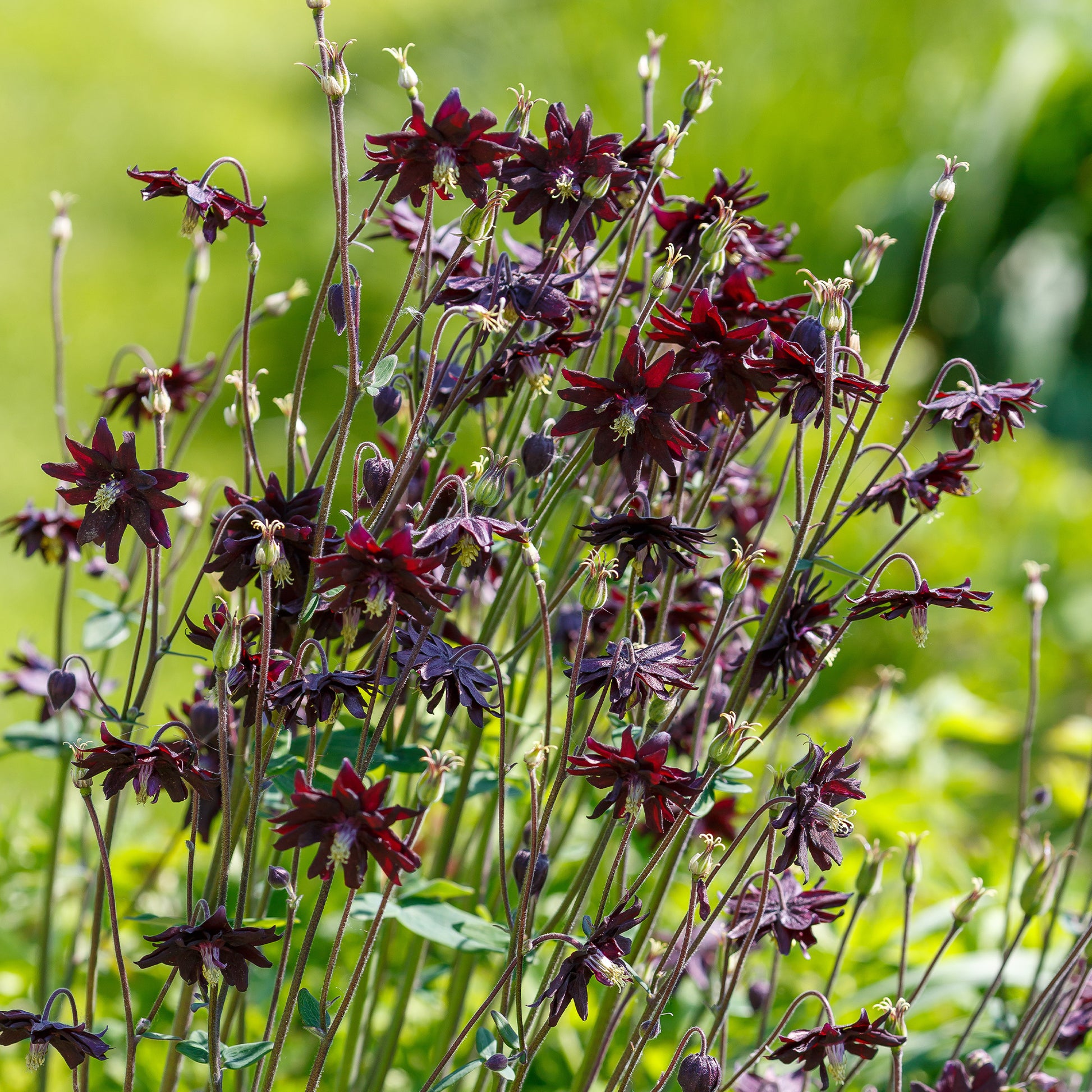 Vente Ancolie des jardins 'Black Barlow'