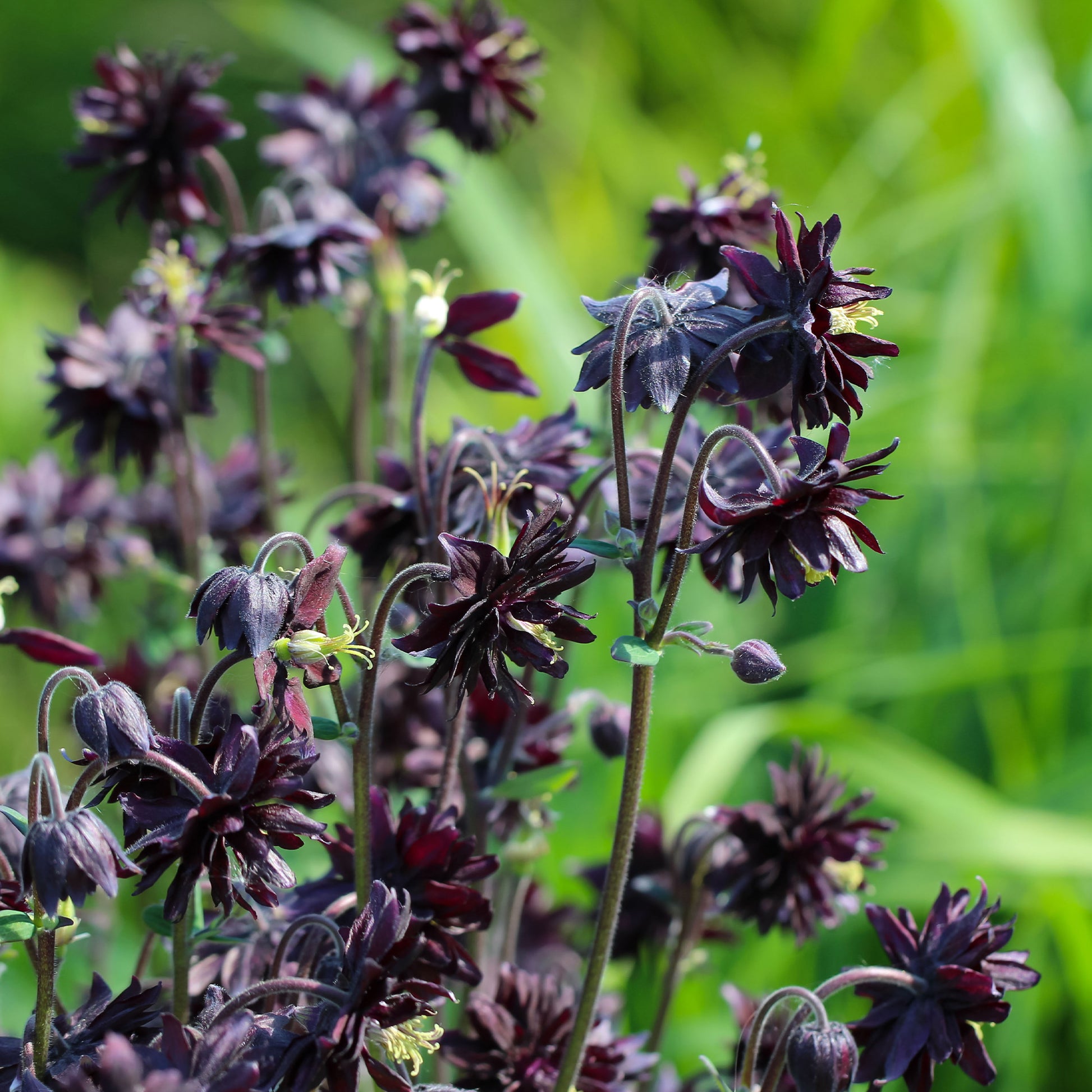 Vente Ancolie des jardins 'Black Barlow' - Aquilegia vulgaris Black Barlow