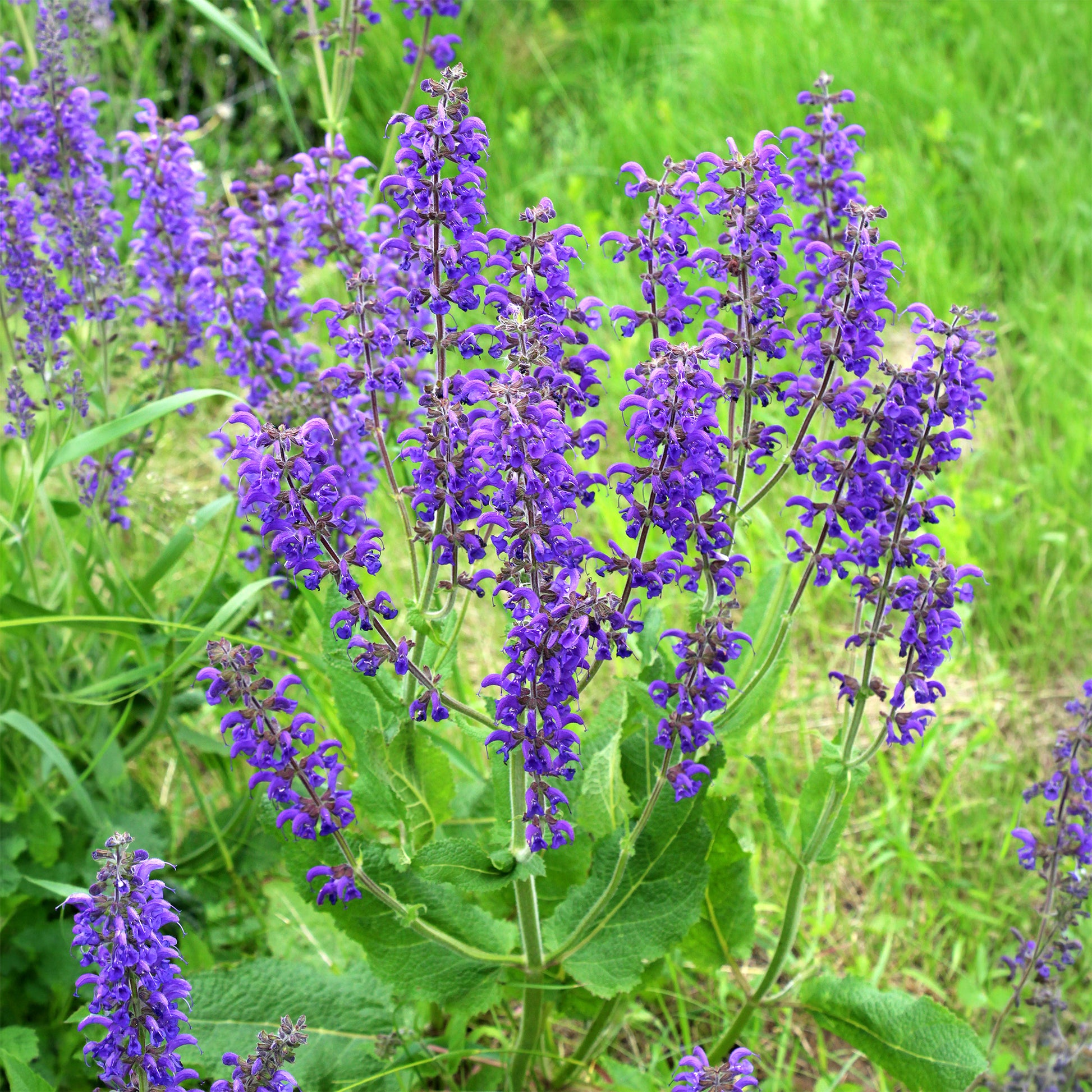 Sauge des prés - Salvia pratensis - Bakker