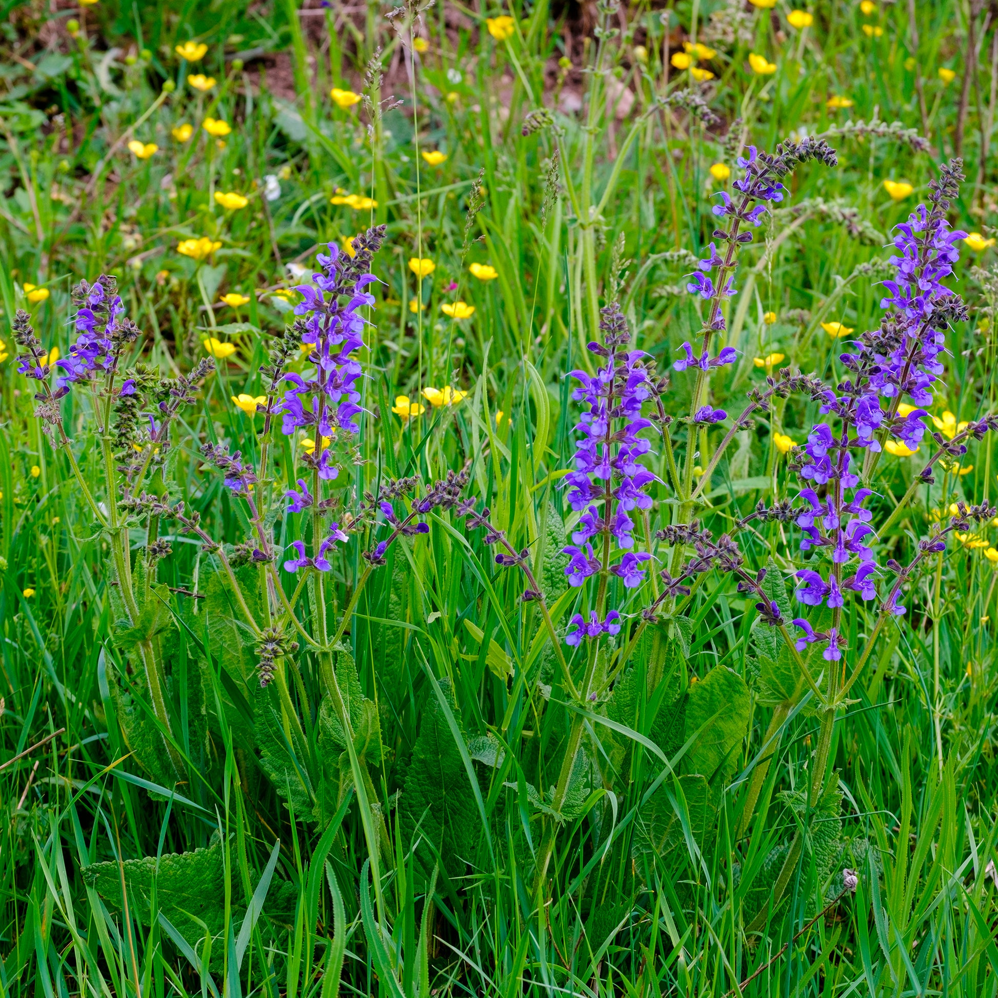 Sauges - Sauge des prés - Salvia pratensis