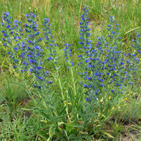 Plantes vivaces - Vipérine commune - Echium vulgare