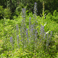 Vipérine commune - Echium vulgare - Bakker