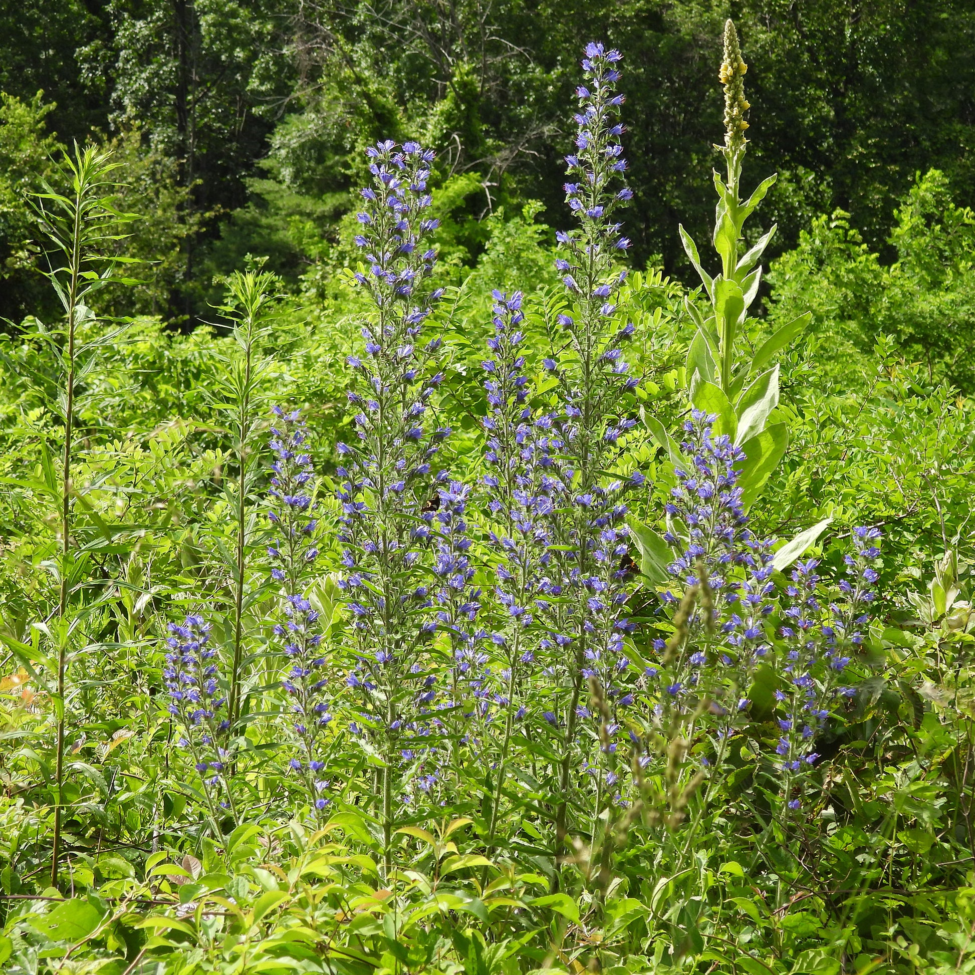 Vipérine commune - Echium vulgare - Bakker