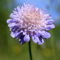 Vente Scabieuse colombaire - Scabiosa columbaria