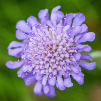 Scabieuse - Scabieuse colombaire - Scabiosa columbaria
