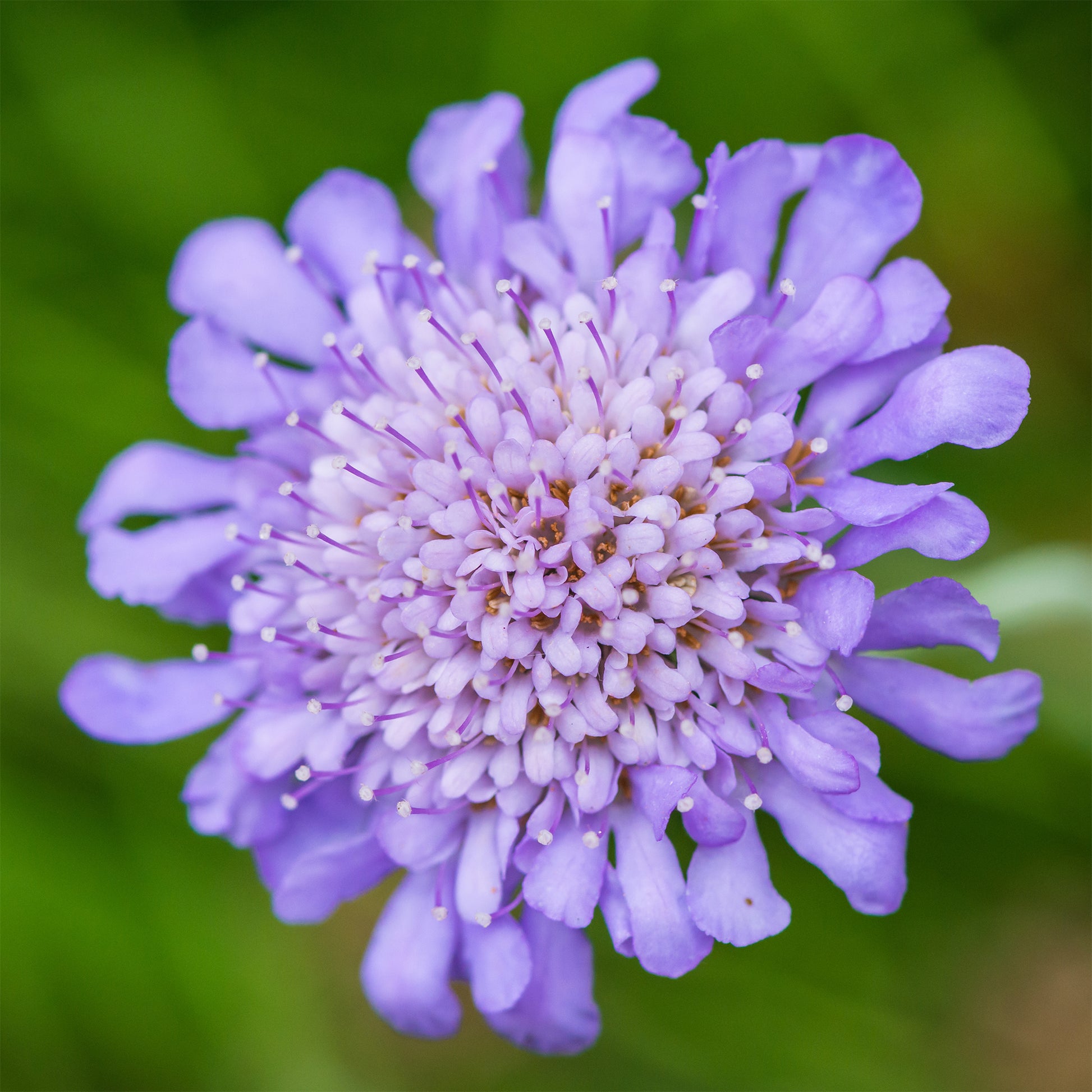 Scabieuse - Scabieuse colombaire - Scabiosa columbaria