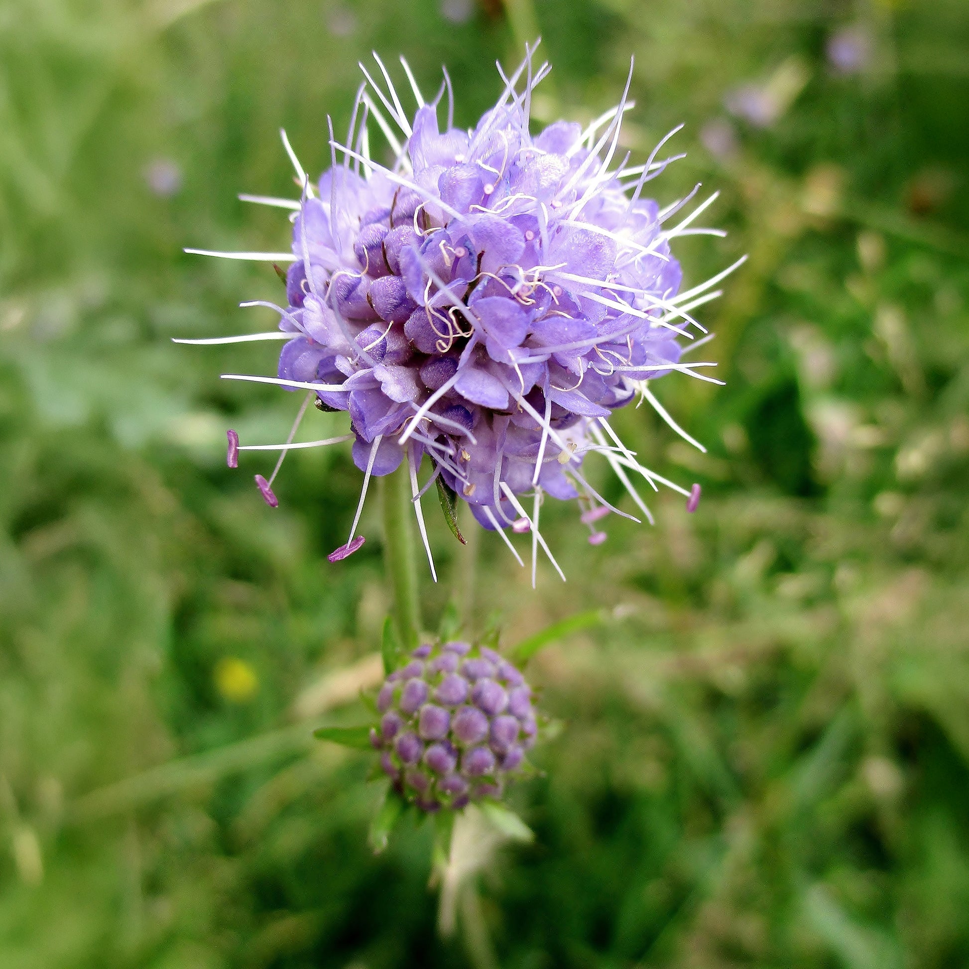 Plantes sauvages jardin - Succise des prés - Succisa pratensis