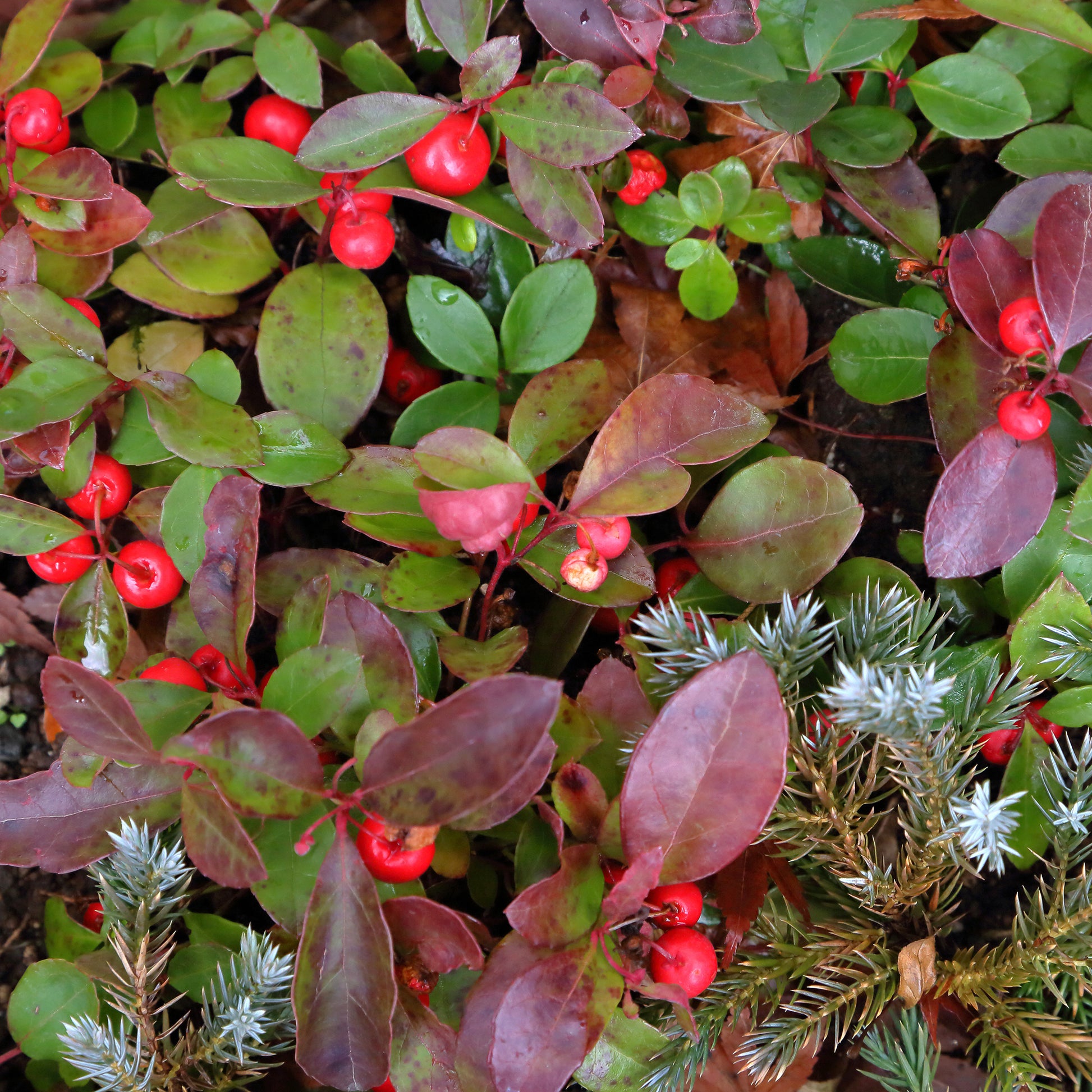 Gaultheria 'Big Berry' - Bakker